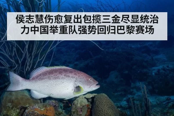 侯志慧伤愈复出包揽三金尽显统治力中国举重队强势回归巴黎赛场